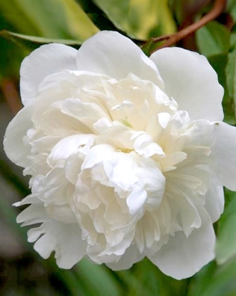 Paeonia Duchess de Nemours6
